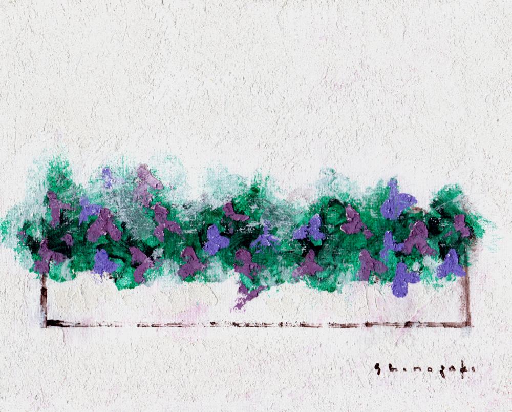 篠崎晴夫 白い背景の紫の花